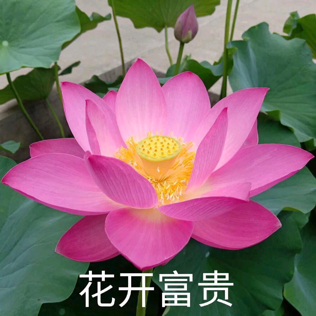 花开富贵-