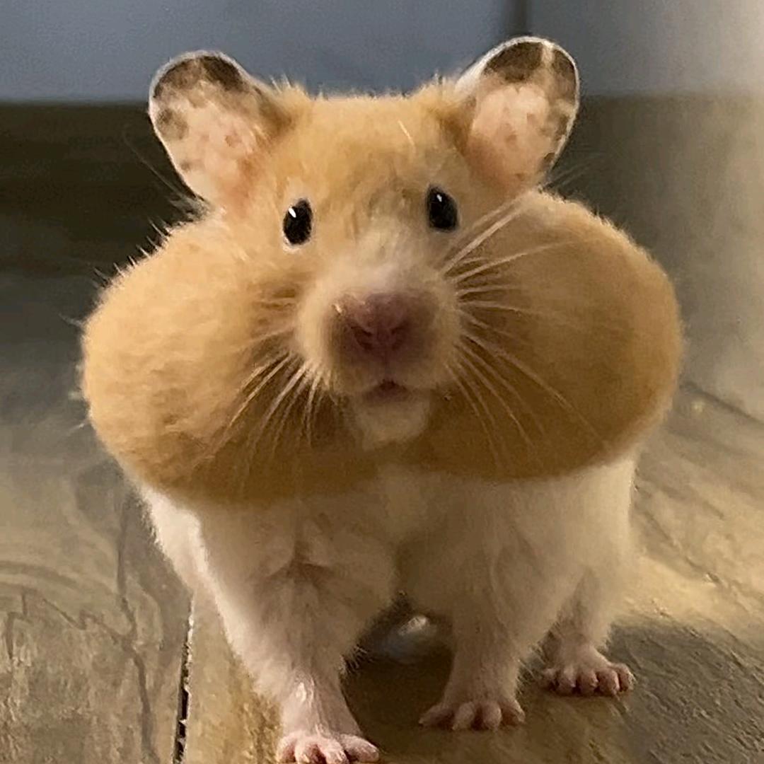 ⑨（三角洲行动）