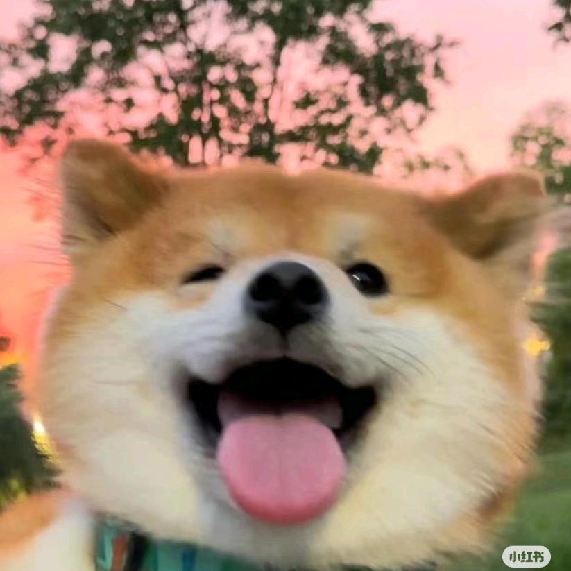 小鹿的今日分享