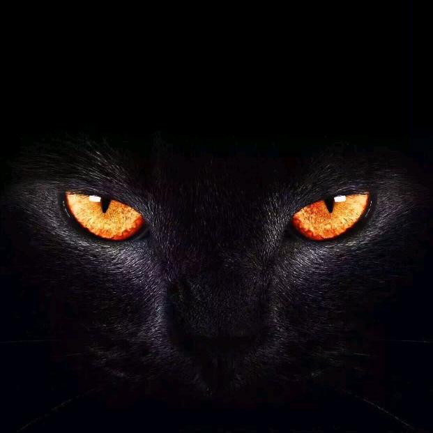 猫眼看世界