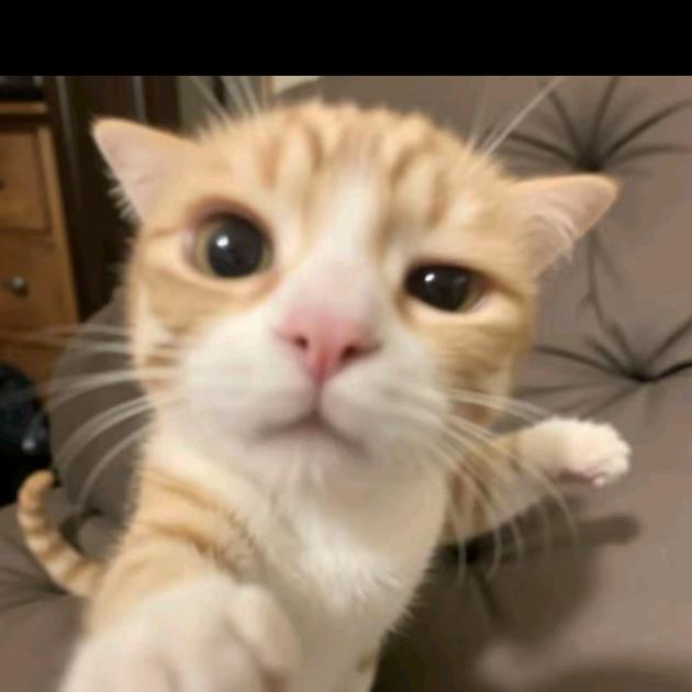 汪喵宠物零食店