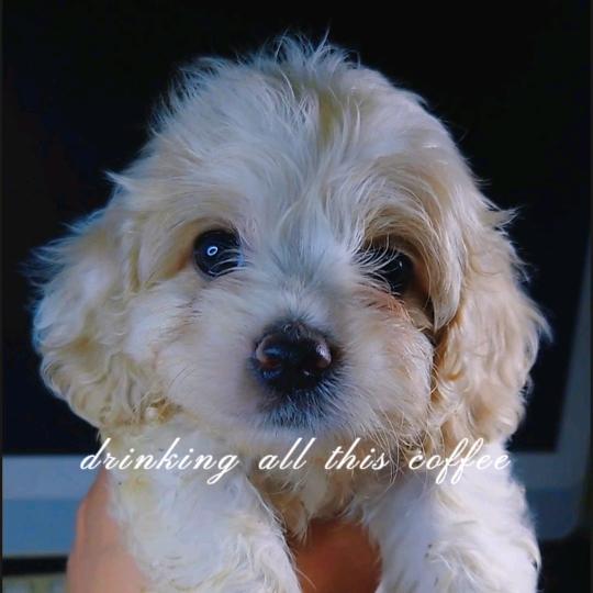 然宝家的可卡布