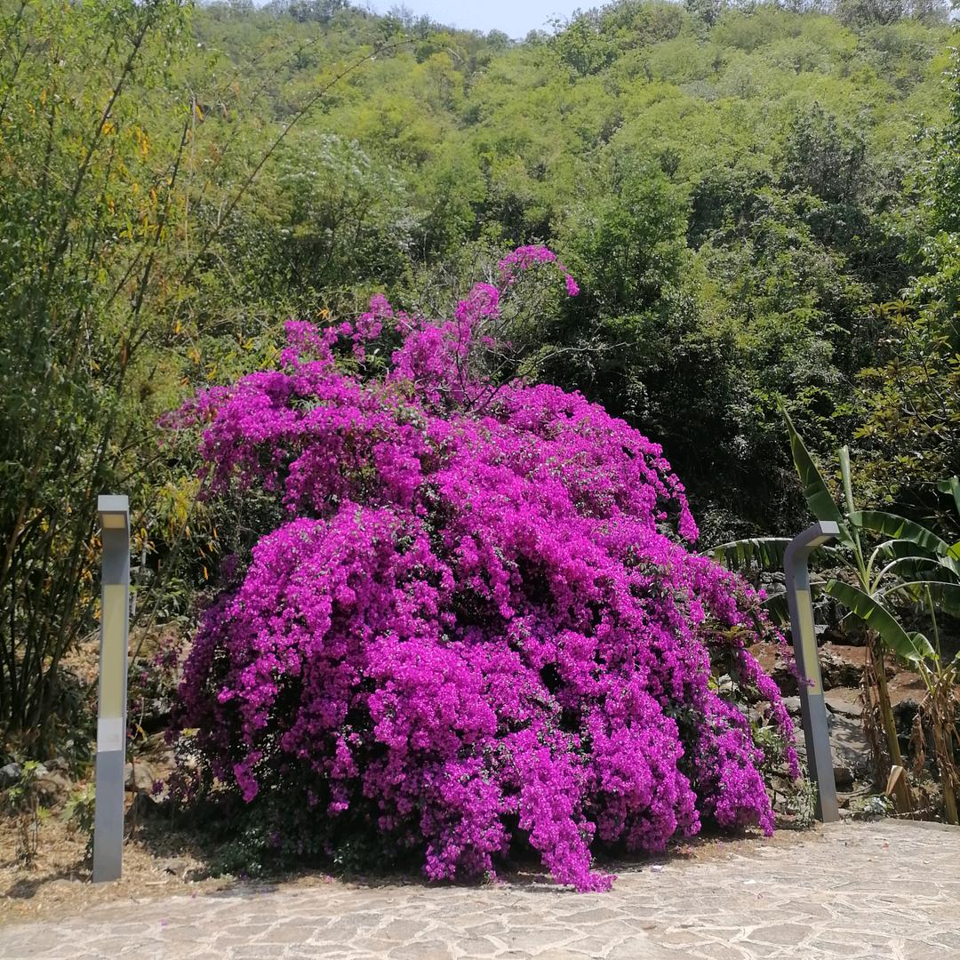 果汁