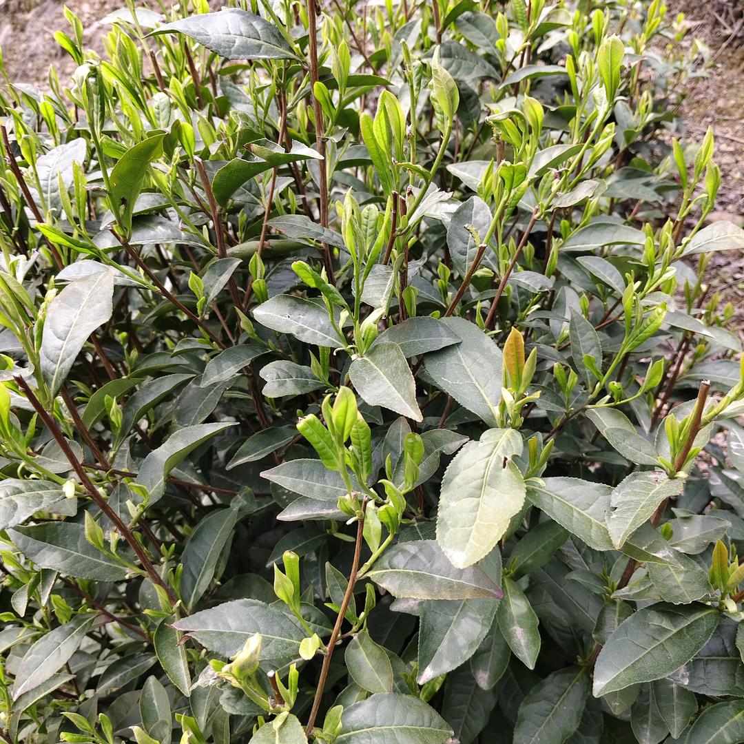 三少爷太平猴魁