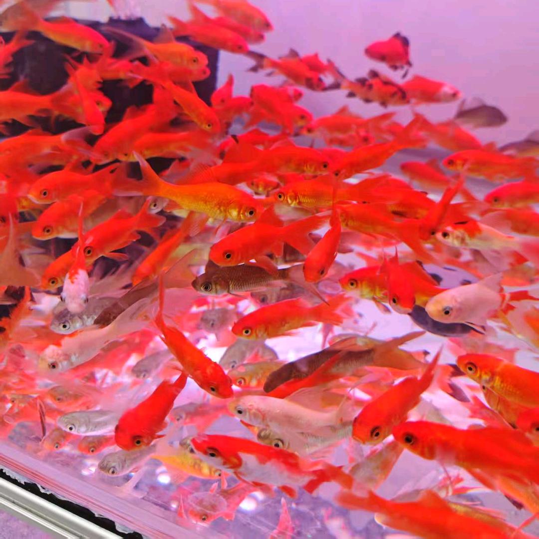 杭州湾世纪城鱼天使鱼鹦鹉斑马鱼