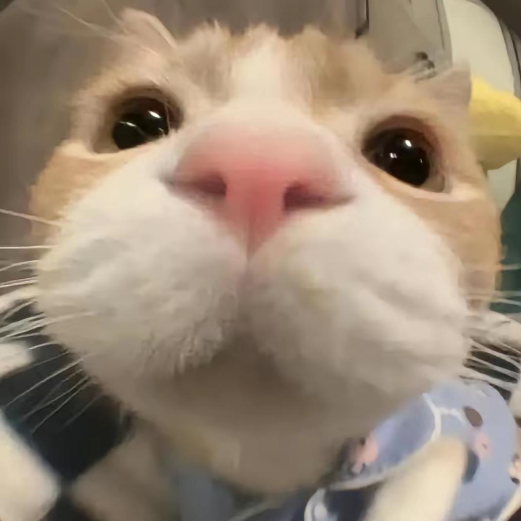 小小七的猫meme小剧场