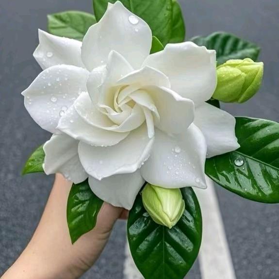 🌹芸飞🌻🌷🌷