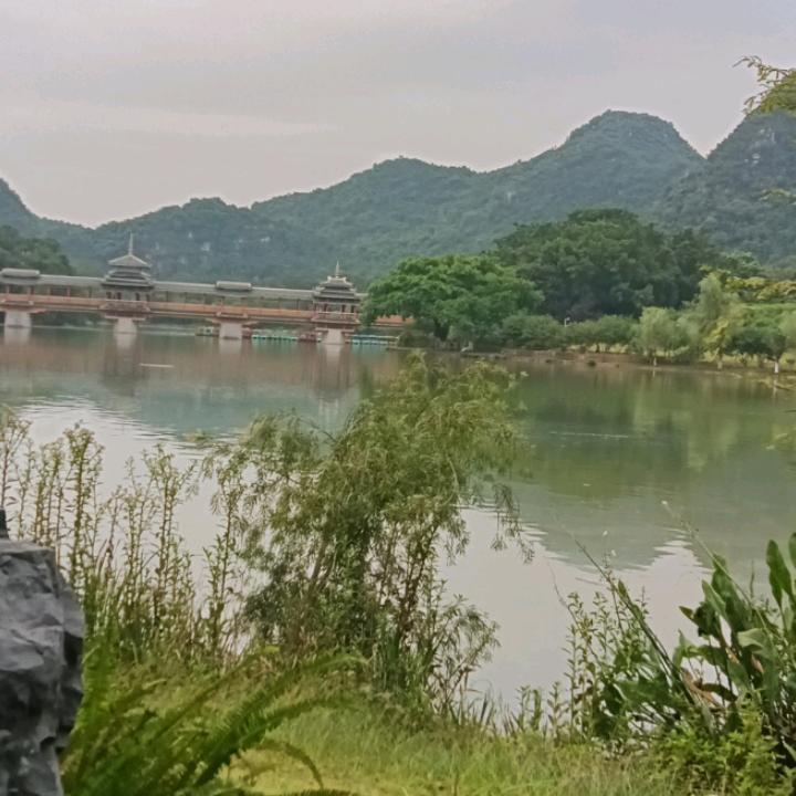 柳柳