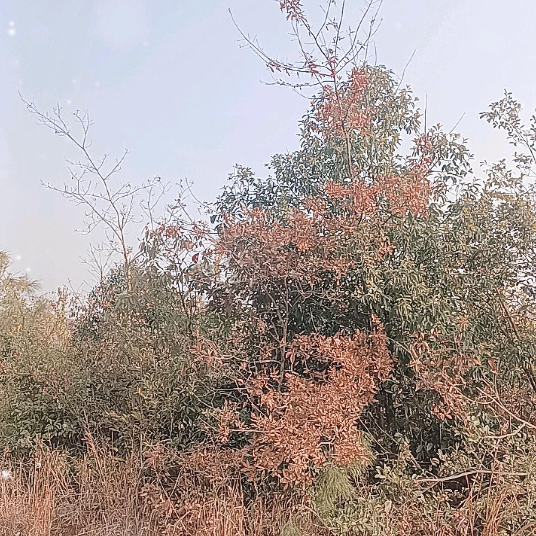 狮豹