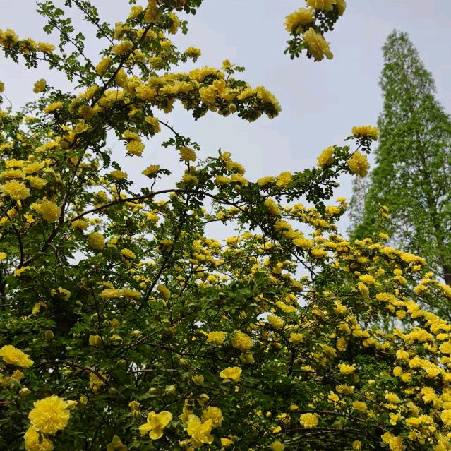 心向阳光🌻