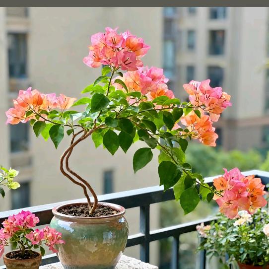 静沐暖阳