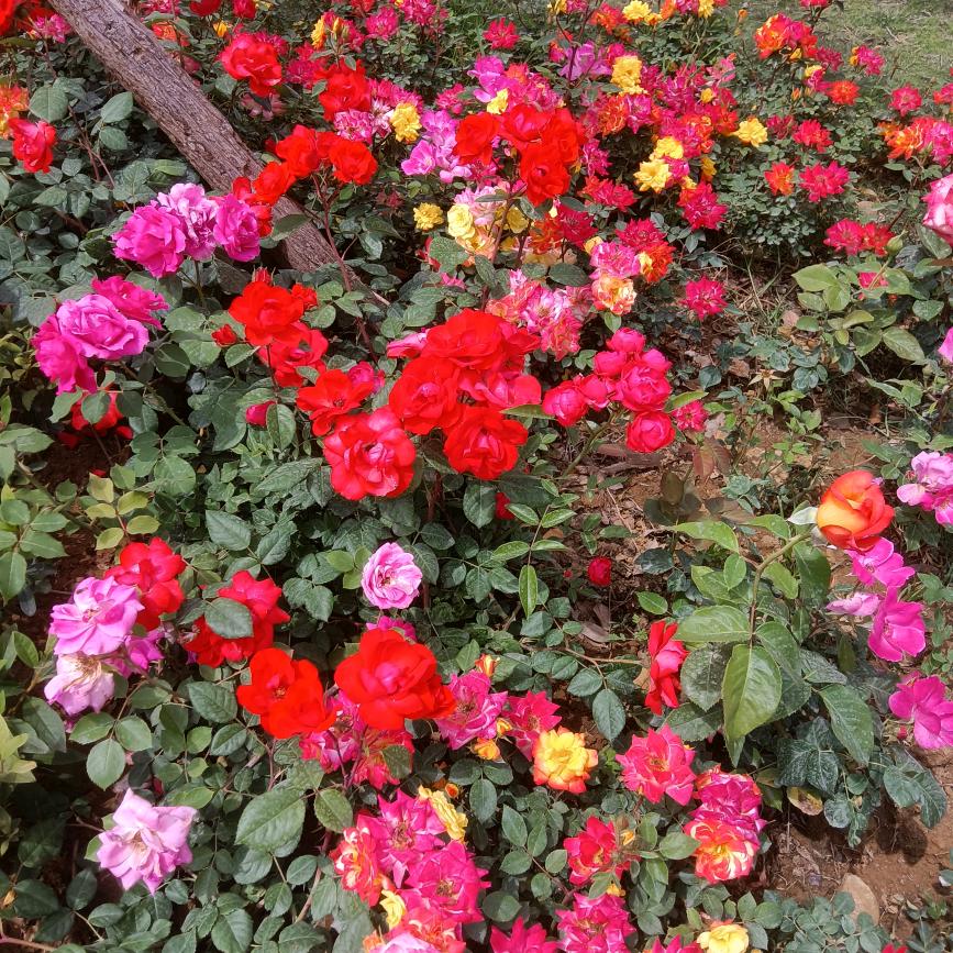 小平🌹