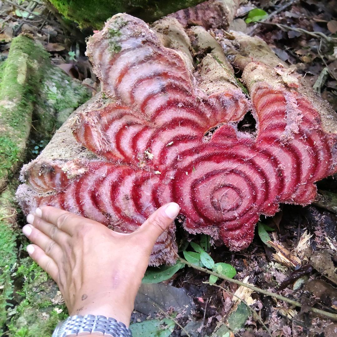 中  药  材  种  植 合作社