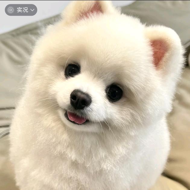 我是狗