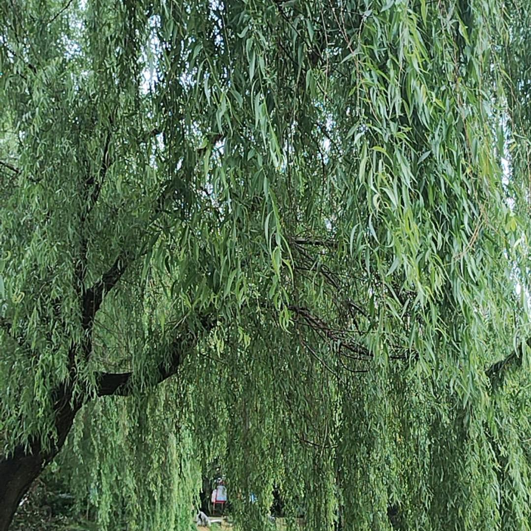 心存感激