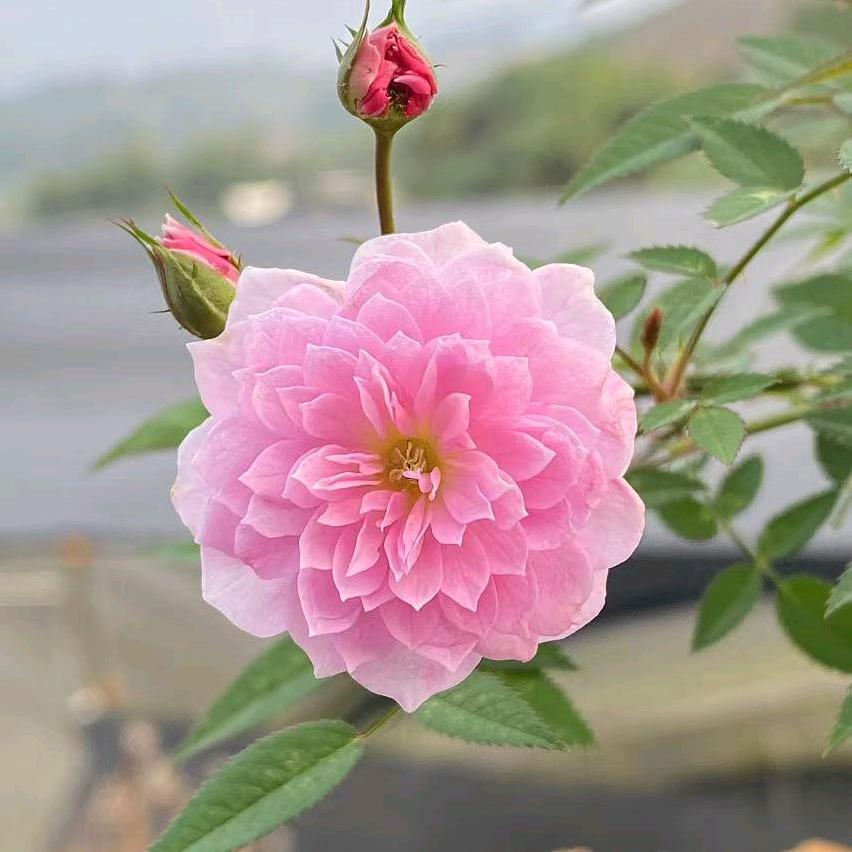 芳草一店