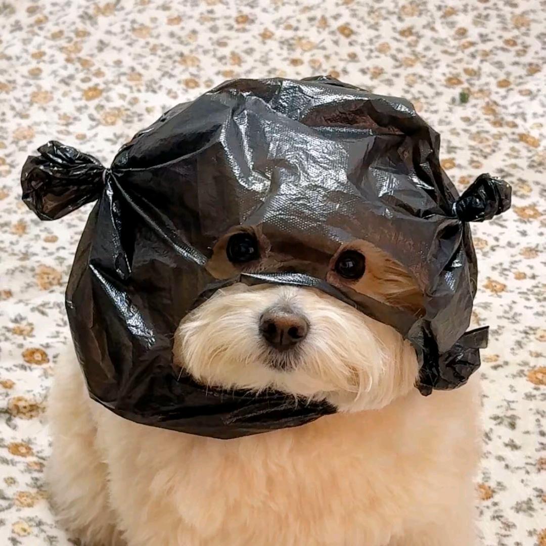 就是那个锤锤