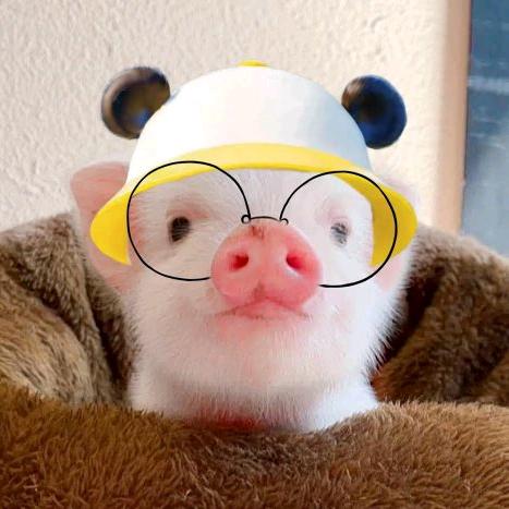 不会飞的小菜
