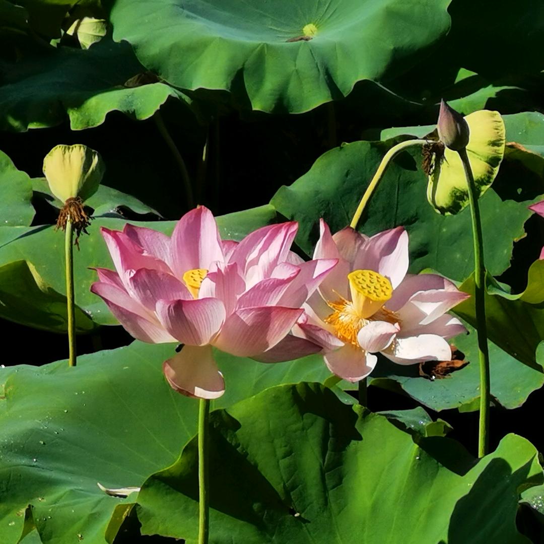 “郑”在“鲍”富😁😁😁