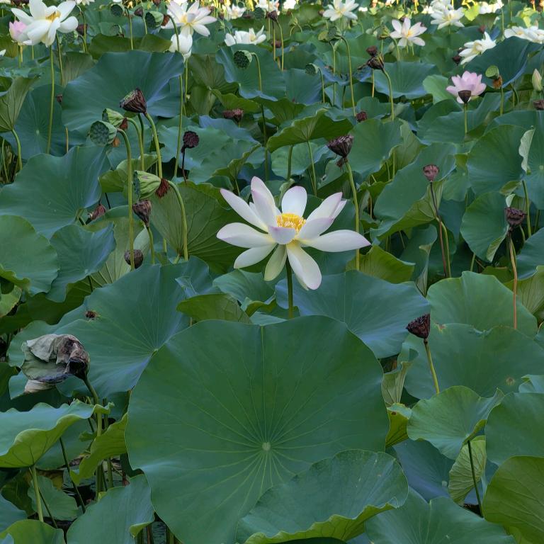 二姐（家常菜）