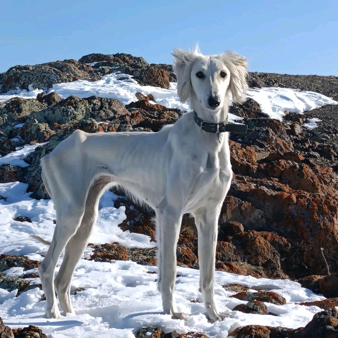 新疆塔兹犬培育基地