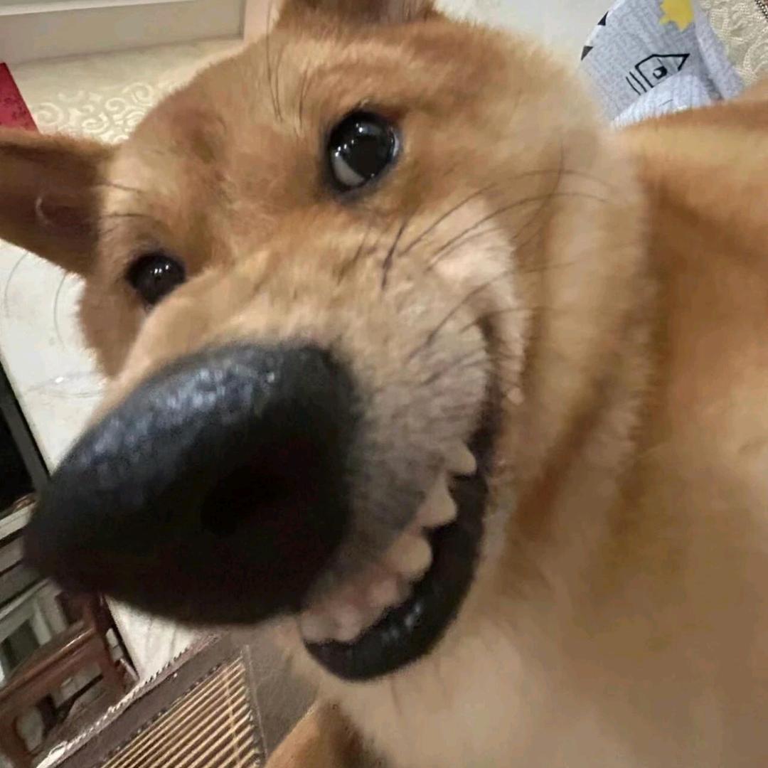 一口芝士（王者荣耀）