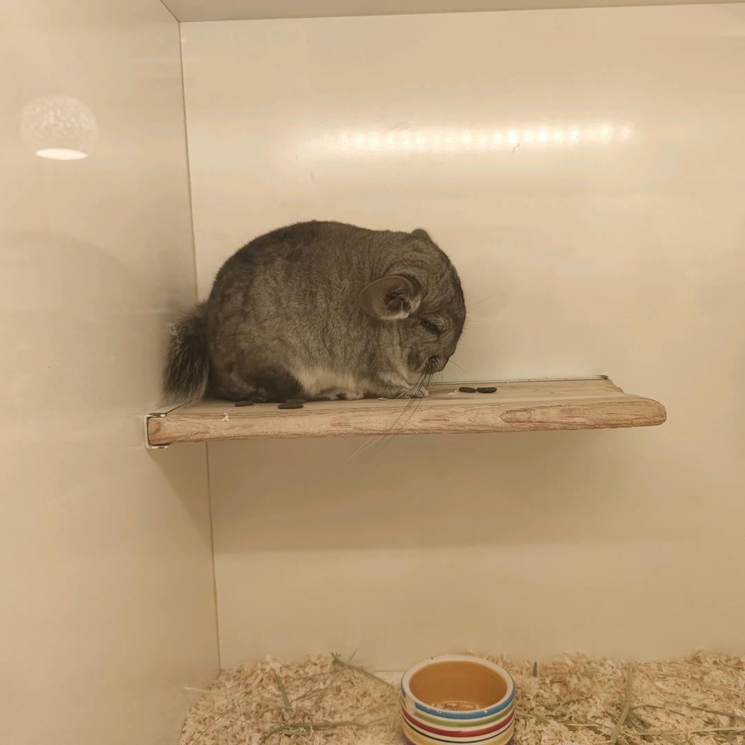 洋洋ε٩(๑>₃<)۶з