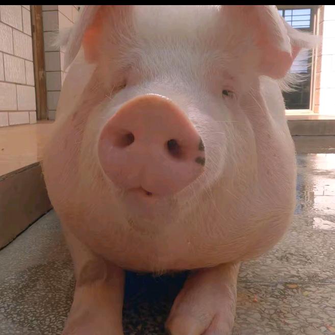 阿朱🐷