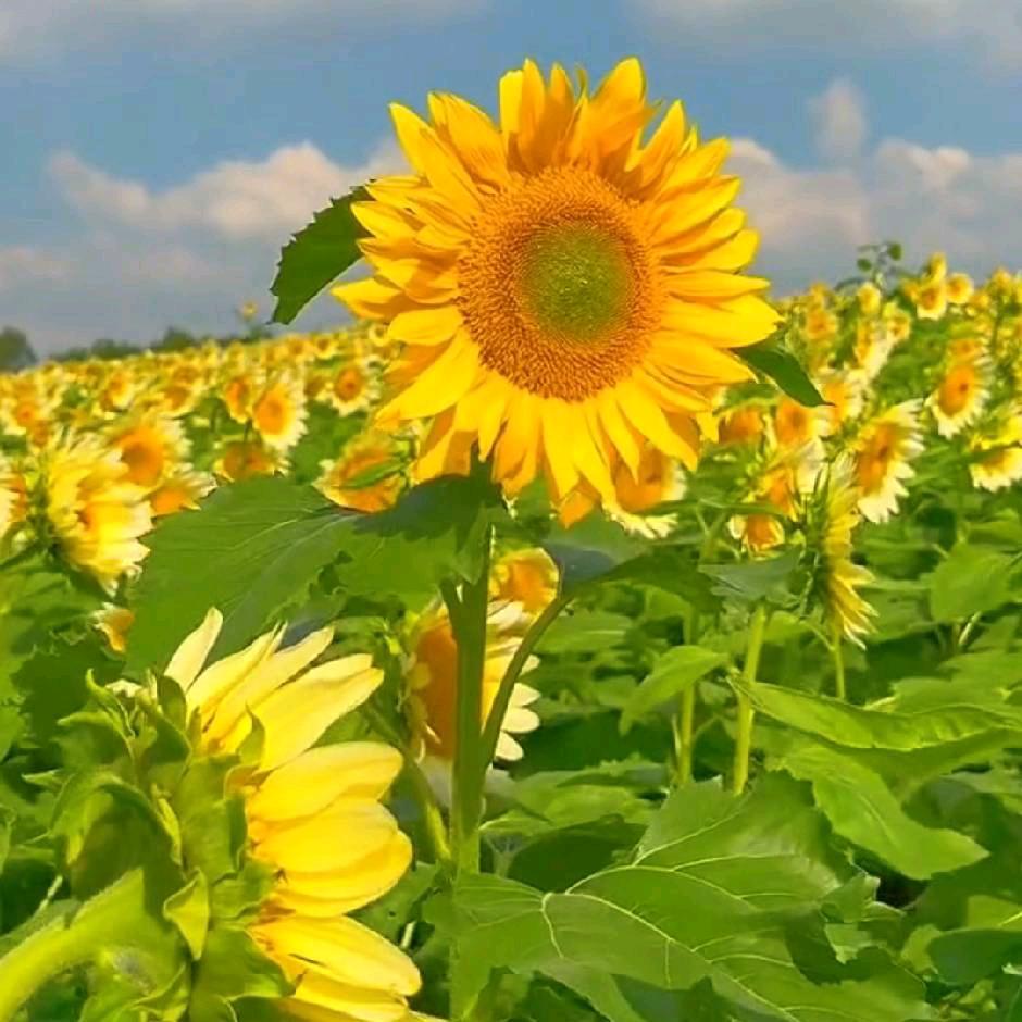 世上无难事，只怕有心人！