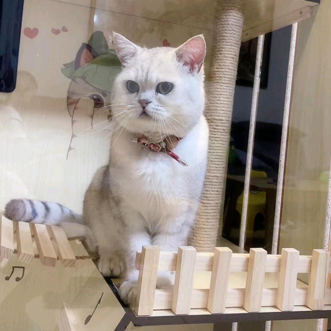 草莓是只猫