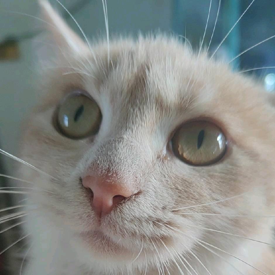 机灵鬼阿夜（三角洲行动）