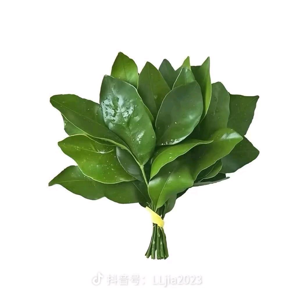 玫玫