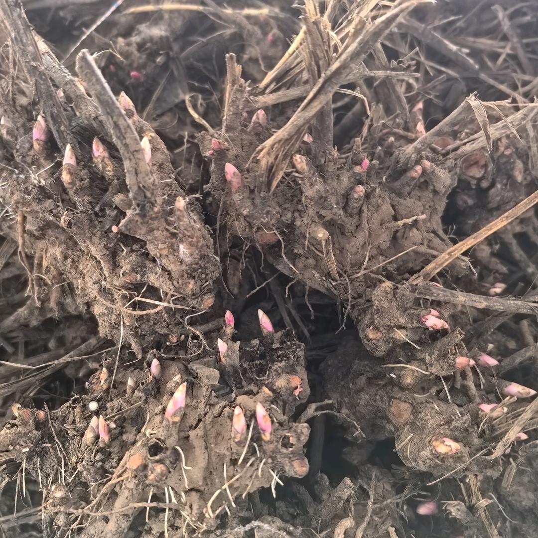 谯城区家和种植农场白芍牡丹白芷
