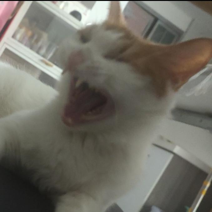 嘻嘻是个蠢猫