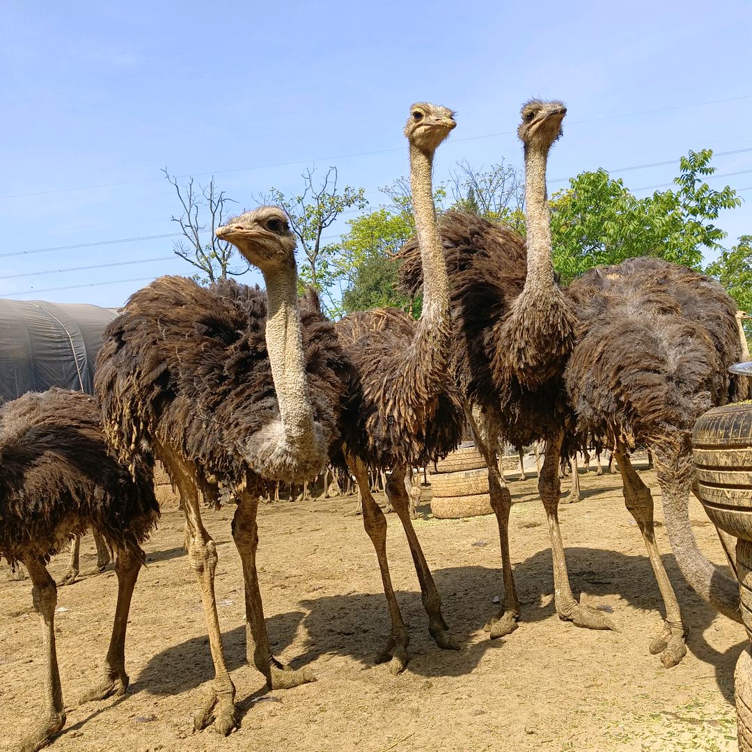 安龙县阿美养鸵鸟