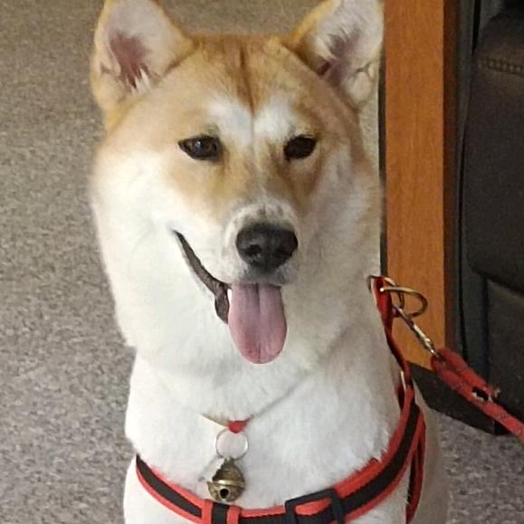 中华田园犬五福