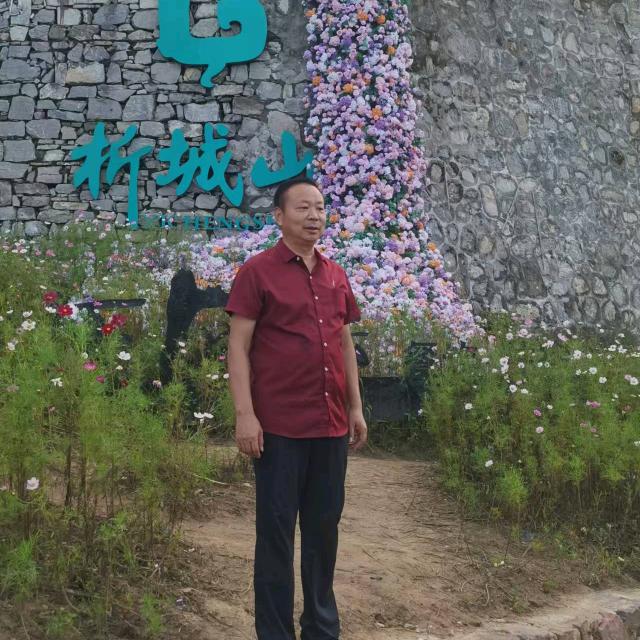 神农石菊