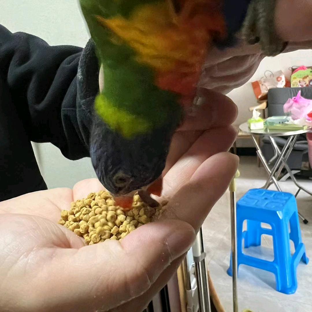 灰星灰星，鹦鹉明星