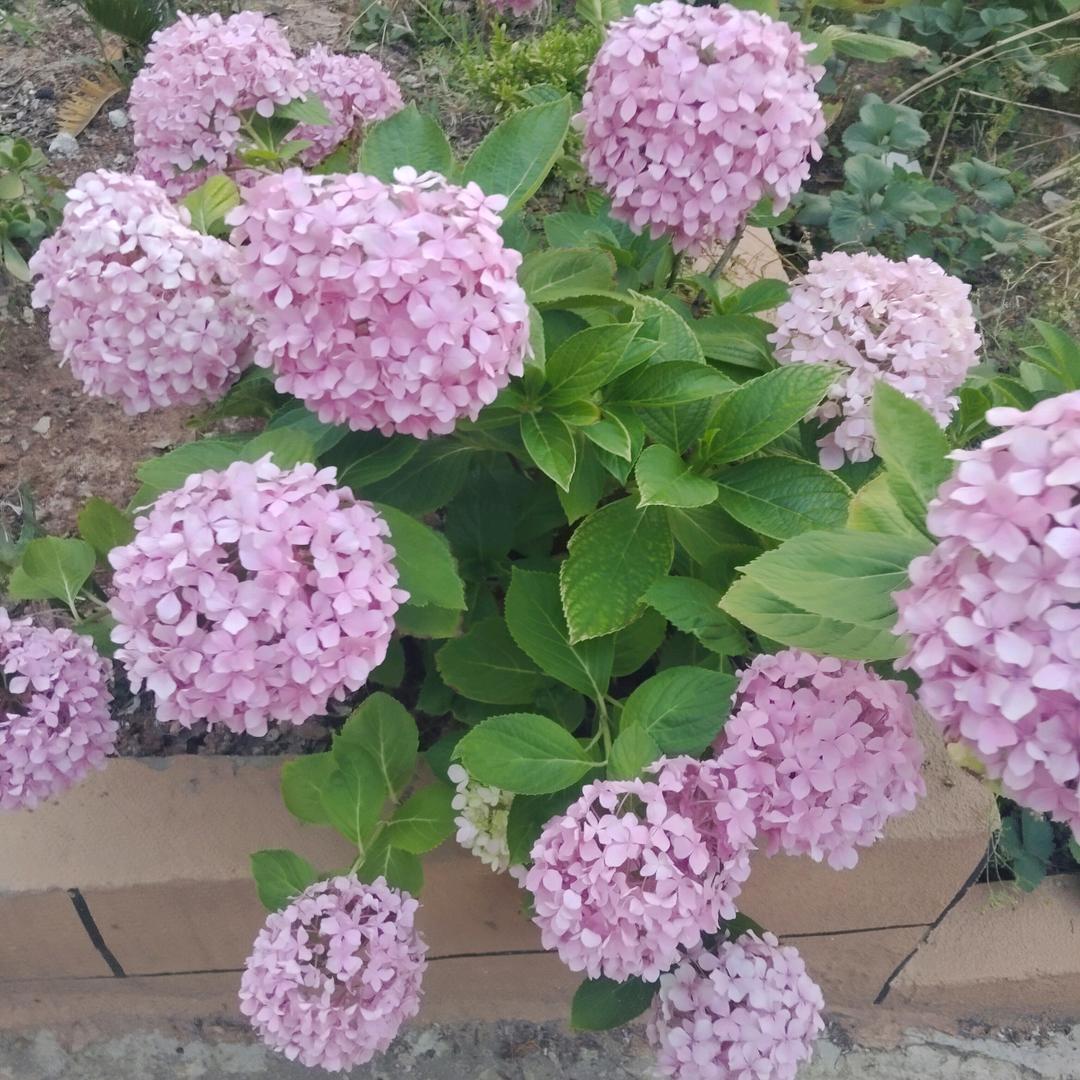 工地上的打工妹