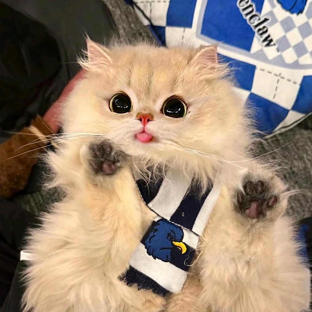 鹤寻宇(期待在青岛见!)