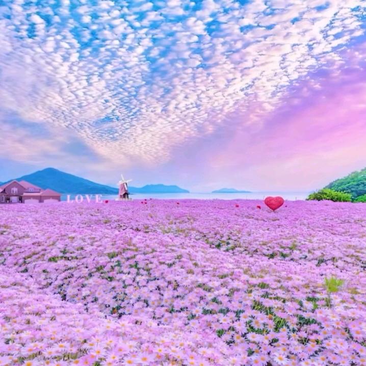 芊芊百亩花田