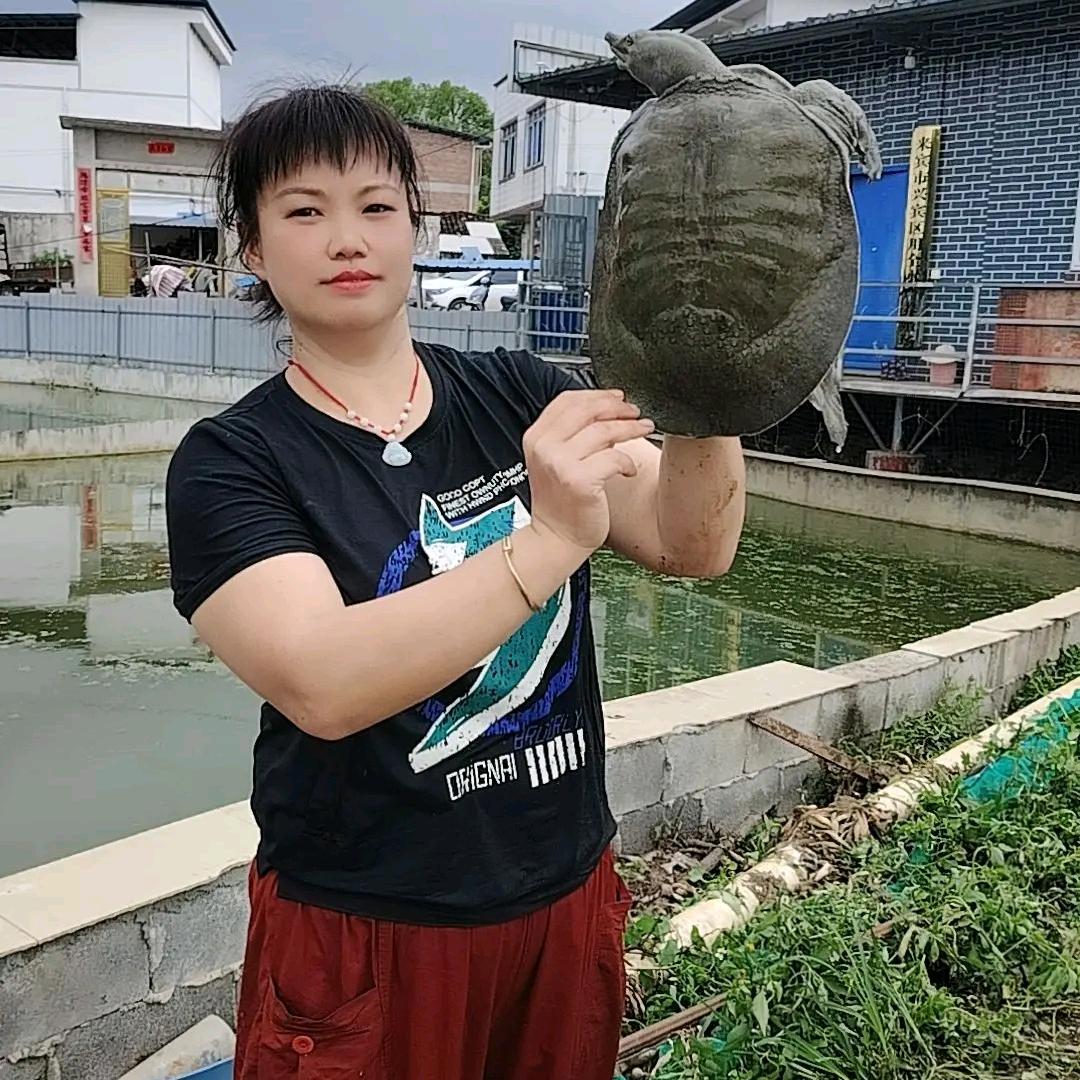 来宾小八姐甲鱼