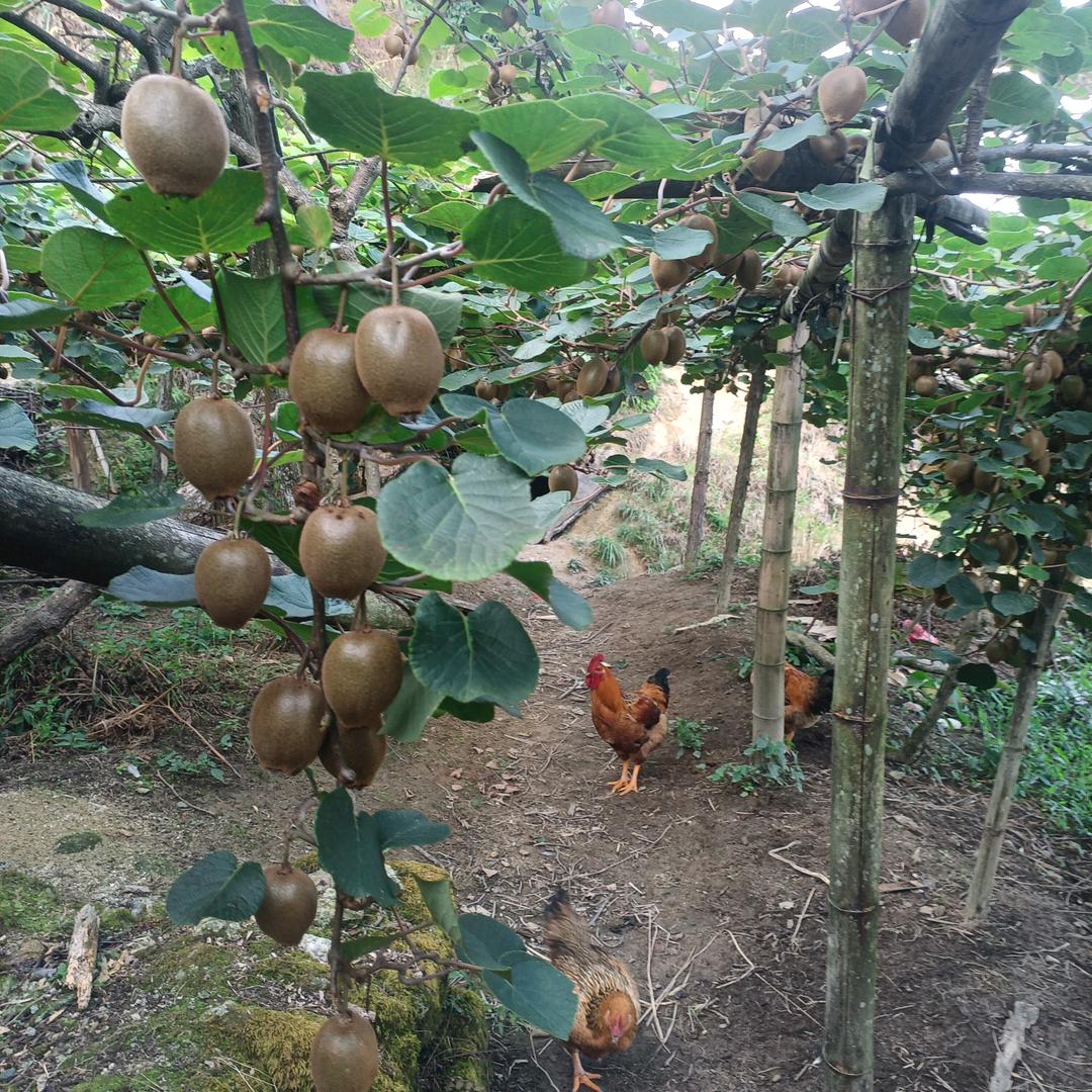 赵云在农村