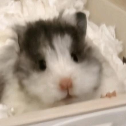 忧伤的小贝壳🐚