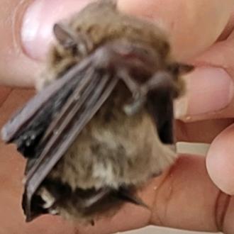 绿豆王八要八十