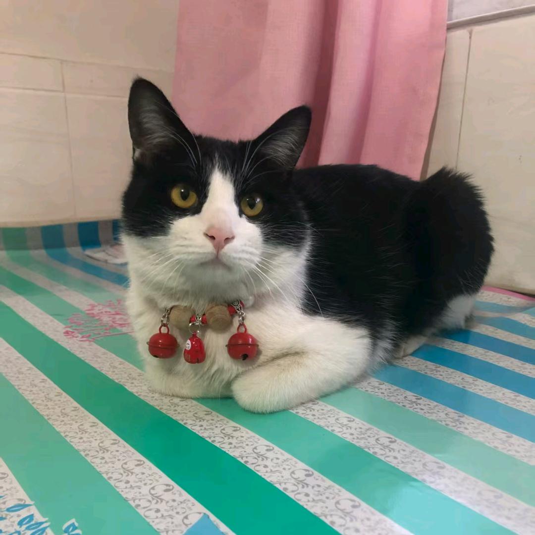 咪咪是只牛奶猫