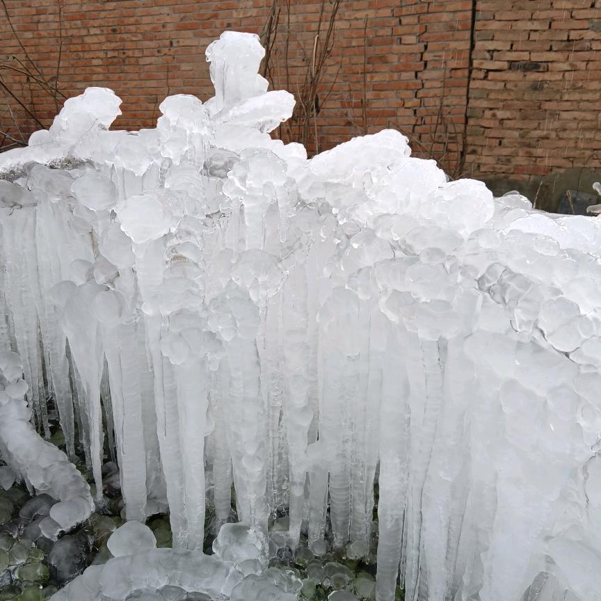 大树（大粮仓下午3点30分直播