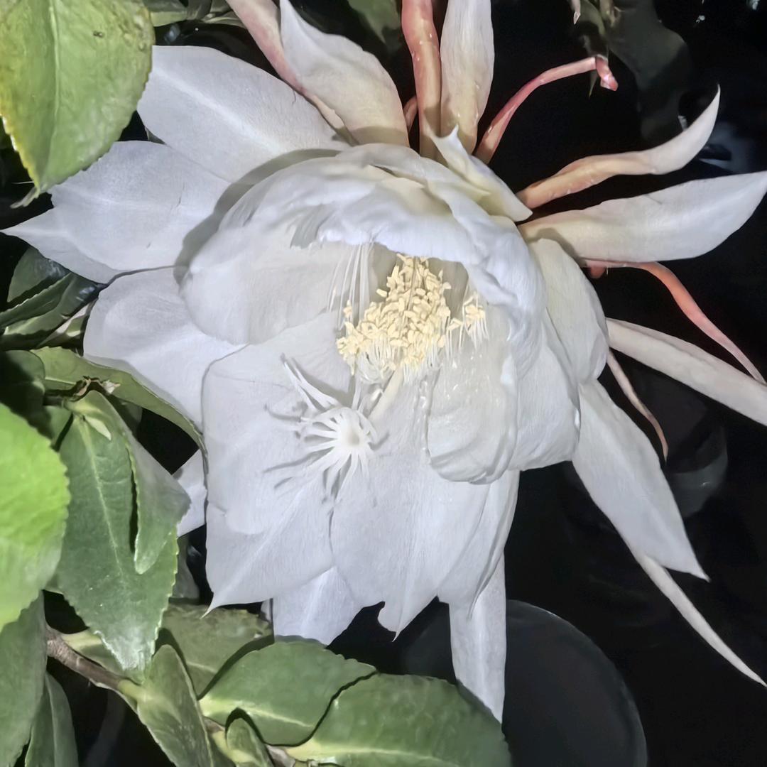 安东尼，阿伟