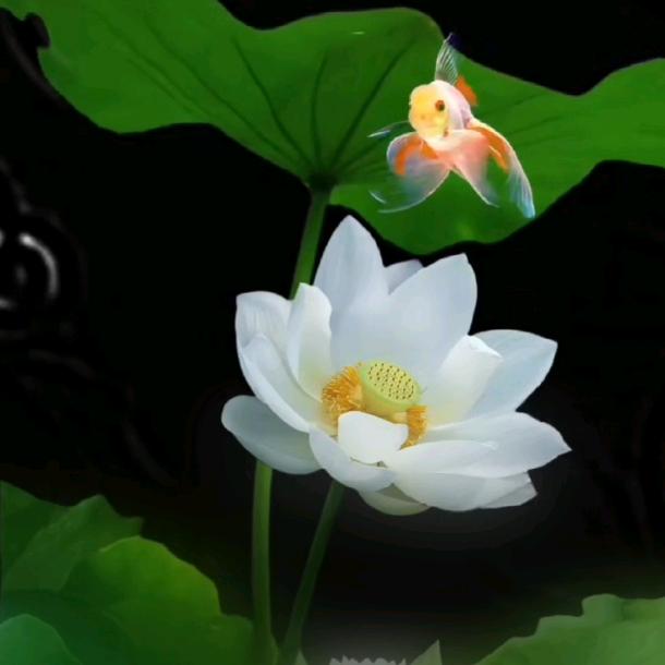 落叶∽知秋