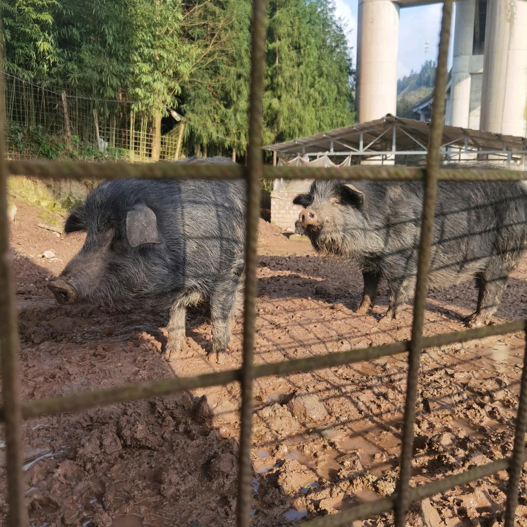 西林山庄云代养的黑猪